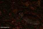 Lesser Mouse Deer (Tragulus javanicus) -- borneo_4155