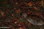 Lesser Mouse Deer (Tragulus javanicus) -- borneo_4157