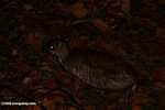 Lesser Mouse Deer (Tragulus javanicus) -- borneo_4158