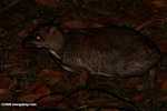 Lesser Mouse Deer (Tragulus javanicus) -- borneo_4160