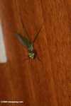 Green praying mantis -- borneo_4166