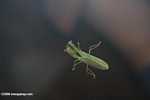 Green praying mantis -- borneo_4168