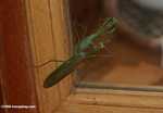 Green praying mantis -- borneo_4169