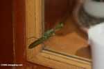 Green praying mantis -- borneo_4170