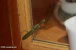 Green praying mantis -- borneo_4172