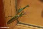 Green praying mantis -- borneo_4173