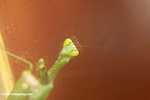 Green praying mantis -- borneo_4196
