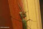 Green praying mantis -- borneo_4198