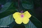 Yellow and pink flower -- borneo_4201
