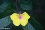 Yellow and pink flower -- borneo_4202