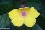 Yellow and pink flower -- borneo_4205