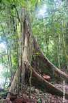 Borneo rainforest tree with buttress roots -- borneo_4221