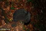 Giant black fungi in the Borneo rainforest