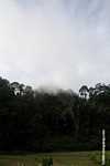 Borneo rain forest -- borneo_4239
