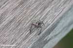 Metallic spider -- borneo_4273