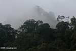 Borneo rain forest -- borneo_4280