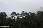Borneo rain forest -- borneo_4282