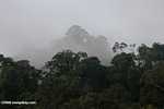 Kalimantan hutan hujan