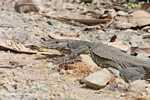 Water monitor lizard (Varanus salvator) -- borneo_4298