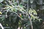 Green bird with a lavender face, a red chest, and a yellow and black tail -- borneo_4300