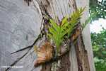 Small stag fern -- borneo_4343