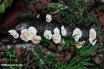 White mushrooms -- borneo_4370