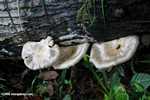 White metallic mushrooms -- borneo_4380
