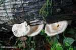 White metallic mushrooms