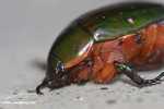 Green backed beetle with orange underparts -- borneo_4441