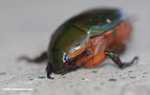 Hijau didukung kumbang dengan jeruk hamster
