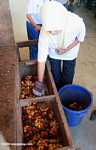 Worker sorting oil palm fruit for germplasm at IJM's oil palm seed production unit -- borneo_4526