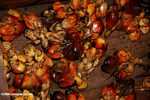 Oil palm fruit -- borneo_4529