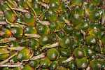 Green (unripe) oil palm fruit -- borneo_4542