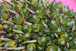Green (unripe) oil palm fruit