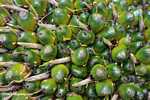 Unripe virescens oil palm fruit