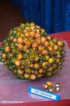 Ripe virescens oil palm fruit -- borneo_4548