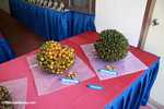 Ripe and unripe virescens oil palm fruit