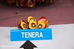 Tenera oil palm -- borneo_4577