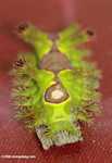 Adult nettle caterpillar (Thosea vetusta) -- borneo_4638