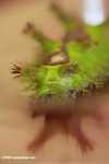 Adult nettle caterpillar (Thosea vetusta) -- borneo_4646