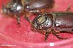 Rhinoceros beetle (Oryctes rhinoceros), an oil palm pest -- borneo_4662