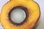 Tenera oil palm fruit -- borneo_4680