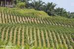 Young Oil palm trees -- borneo_4703