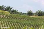 Young Oil palm trees -- borneo_4704