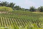 Young Oil palm trees -- borneo_4706