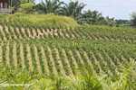Young Oil palm trees -- borneo_4708