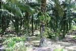 Oil palm plantation -- borneo_4709