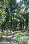 Oil palm plantation -- borneo_4710