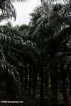 Oil palm plantation -- borneo_4711