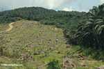 Oil palm plantation -- borneo_4714